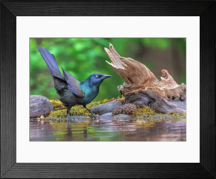Framed Print : Common Grackle (Quiscalus quiscula), Thornton, Ontario, Canada Framed Print : Common Grackle (Quiscalus quiscula), Thornton, Ontario, Canada