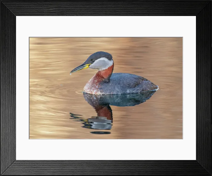 Framed Print : Red-necked Grebe (Podiceps grisegena), Ontario, Canada Framed Print : Red-necked Grebe (Podiceps grisegena), Ontario, Canada