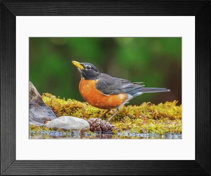 Framed Print : American Robin (Turdus migratorius), Thornton, Ontario, Canada Framed Print : American Robin (Turdus migratorius), Thornton, Ontario, Canada