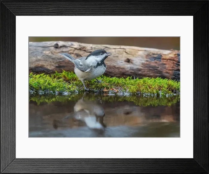 Framed Print : Black-capped Chickadee (Poecile atricapillus) and reflection besidepond in Thornton, Ontario, Canada Framed Print : Black-capped Chickadee (Poecile atricapillus) and reflection besidepond in Thornton, Ontario, Canada