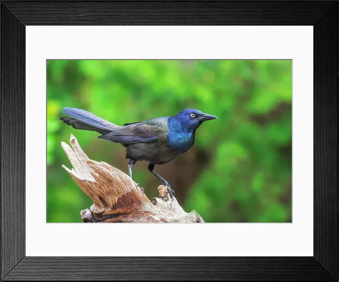 Framed Print : Common Grackle (Quiscalus quiscula), Ontario, Canada Framed Print : Common Grackle (Quiscalus quiscula), Ontario, Canada