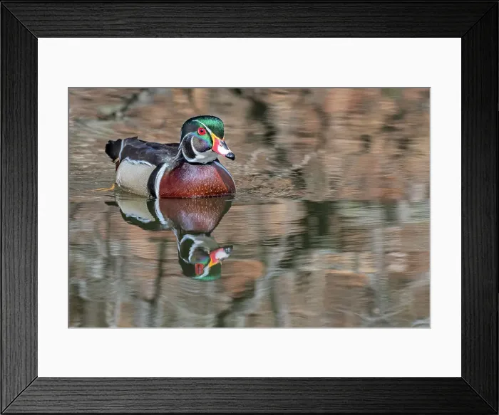 Framed Print : Wood Duck (Aix sponsa) drake, Totonto, Ontario, Canada