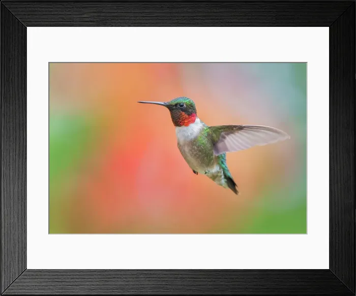 Framed Print : Ruby-throated Hummingbird (Archilochus colubris) male Framed Print : Ruby-throated Hummingbird (Archilochus colubris) male