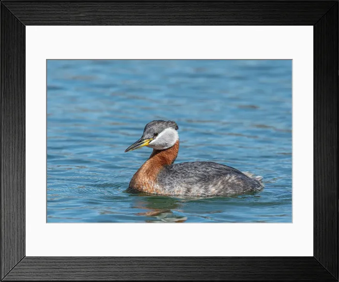 Framed Print : Red-necked Grebe (Podiceps grisegena), Ontario, Canada Framed Print : Red-necked Grebe (Podiceps grisegena), Ontario, Canada