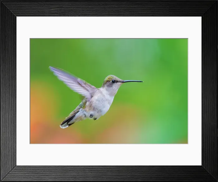 Framed Print : Ruby-throated Hummingbird (Archilochus colubris) female, Ontario, Canada Framed Print : Ruby-throated Hummingbird (Archilochus colubris) female, Ontario, Canada