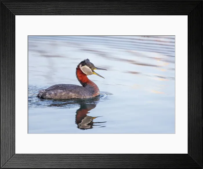 Framed Print : Red-necked Grebe (Podiceps grisegena), Ontario, Canada Framed Print : Red-necked Grebe (Podiceps grisegena), Ontario, Canada