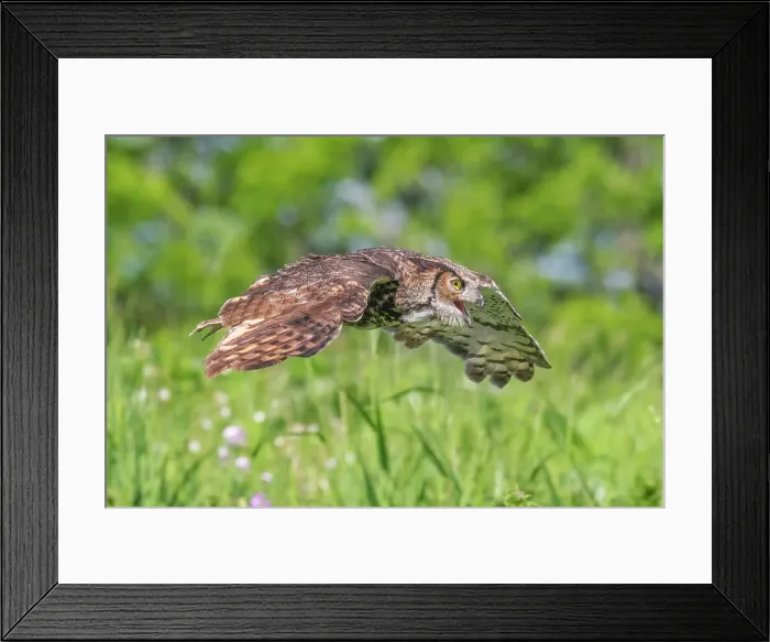 Framed Print : Great Horned Owl (Bubo virginianus) in flight - captive bred, Ontario, Canada Framed Print : Great Horned Owl (Bubo virginianus) in flight - captive bred, Ontario, Canada