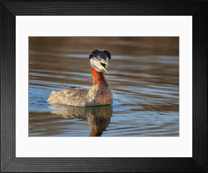 Framed Print : Red-necked Grebe (Podiceps grisegena) on Lake Ontario, Torotno, Ontario, Canada Framed Print : Red-necked Grebe (Podiceps grisegena) on Lake Ontario, Torotno, Ontario, Canada