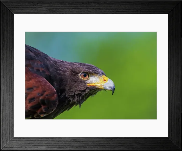 Framed Print : Harris's Hawk (Parabuteo unicinctus) - captive, Ontario, Canada Framed Print : Harris's Hawk (Parabuteo unicinctus) - captive, Ontario, Canada