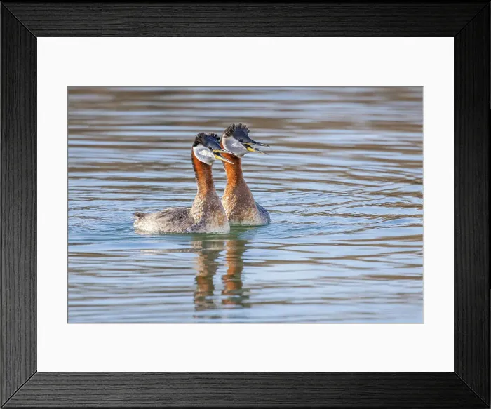 Framed Print : Red-necked Grebe (Podiceps grisegena) exhibiting courtship behaviour, Ontario, Canada