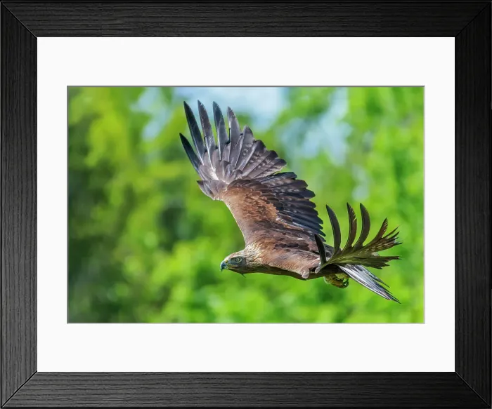 Framed Print : Golden Eagle (Aquila chrysaetos) - captive bred, Ontario, Canada Framed Print : Golden Eagle (Aquila chrysaetos) - captive bred, Ontario, Canada