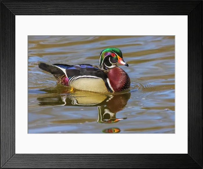 Framed Print : Wood Duck (Aix sponsa) drake, High Park, Toronto, Ontario, Canada Framed Print : Wood Duck (Aix sponsa) drake, High Park, Toronto, Ontario, Canada