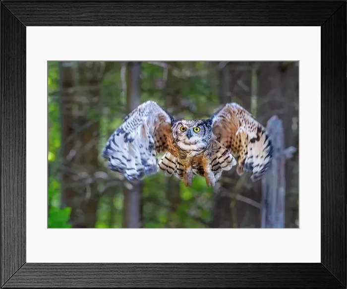 Framed Print : Great Horned Owl (Bubo virginianus) in flight - captive bred, Ontario, Canada