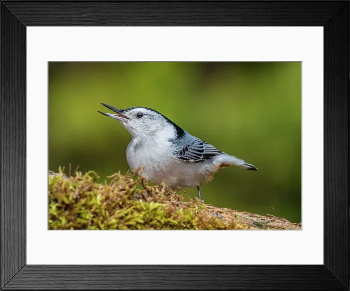 Framed Print : White-breasted Nuthatch (Sitta carolinensis), Thornton, Ontario, Canada Framed Print : White-breasted Nuthatch (Sitta carolinensis), Thornton, Ontario, Canada