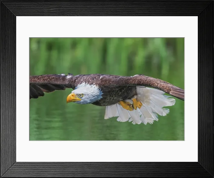 Framed Print : Bald Eagle (Haliaeetus leucocephalus) in flight - captive bred, Ontario, Canada Framed Print : Bald Eagle (Haliaeetus leucocephalus) in flight - captive bred, Ontario, Canada