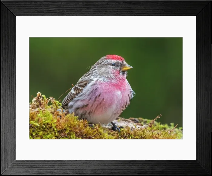 Framed Print : Common Redpoll (Acanthis flammea), Thornton, Ontario, Canada Framed Print : Common Redpoll (Acanthis flammea), Thornton, Ontario, Canada