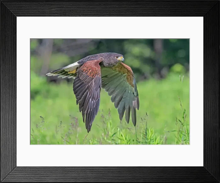 Framed Print : Harris's Hawk (Parabuteo unicinctus) - captive, Ontario, Canada Framed Print : Harris's Hawk (Parabuteo unicinctus) - captive, Ontario, Canada