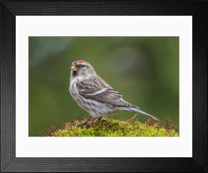 Framed Print : Common Redpoll (Acanthis flammea), Thornton, Ontario, Canada Framed Print : Common Redpoll (Acanthis flammea), Thornton, Ontario, Canada