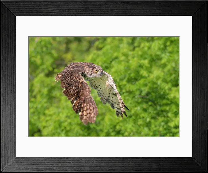 Framed Print : Great Horned Owl (Bubo virginianus) in flight - captive bred, Ontario, Canada