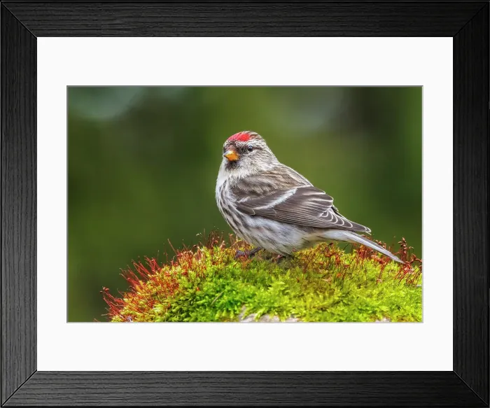 Framed Print : Common Redpoll (Acanthis flammea), Ontario, Canada Framed Print : Common Redpoll (Acanthis flammea), Ontario, Canada