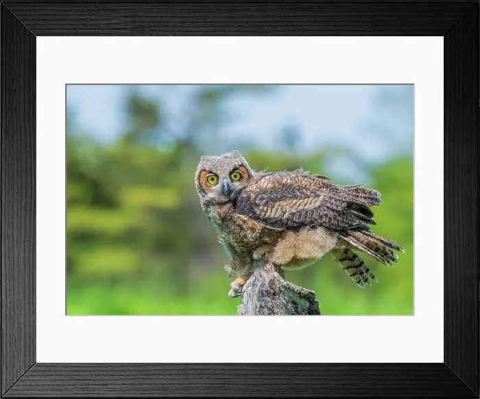Framed Print : Great Horned Owl (Bubo virginianus) juvenile - captive bred, Ontario, Canada Framed Print : Great Horned Owl (Bubo virginianus) juvenile - captive bred, Ontario, Canada