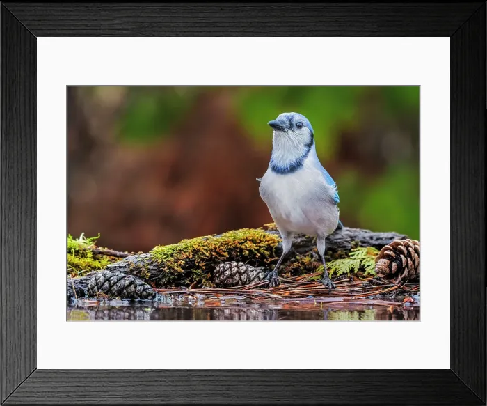 Framed Print : Blue Jay (Cyanocitta cristata) at water's edge, Thornton, Ontario, Canada Framed Print : Blue Jay (Cyanocitta cristata) at water's edge, Thornton, Ontario, Canada