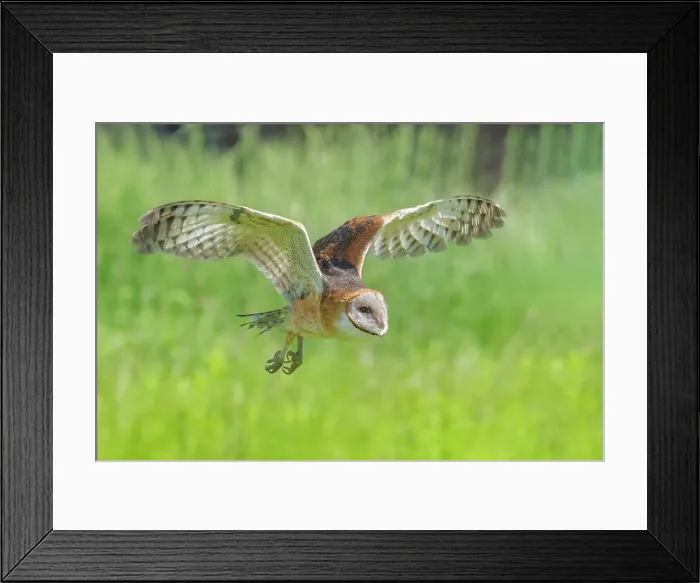 Framed Print : Barn Owl (Tyto alba) - captive bred, Ontario, Canada Framed Print : Barn Owl (Tyto alba) - captive bred, Ontario, Canada