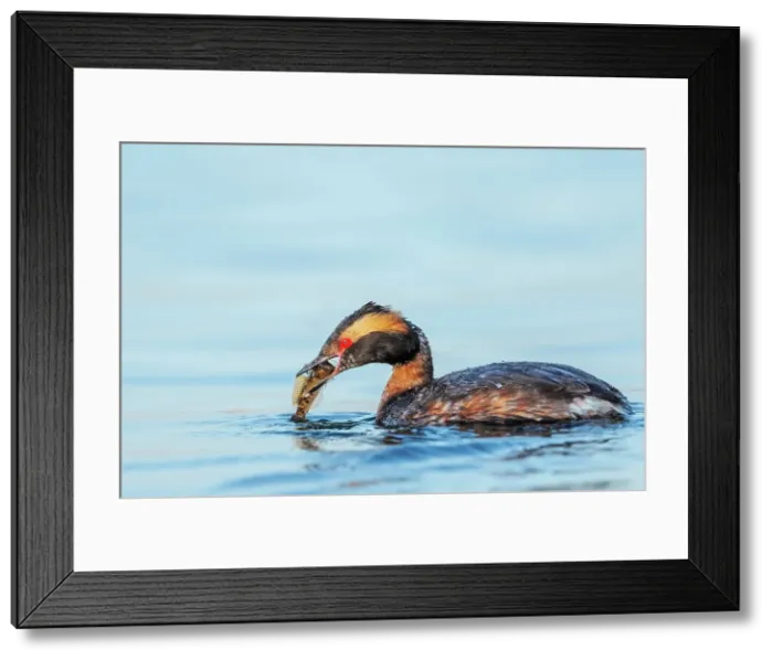 Framed Print : Horned Grebe (Podiceps auritus), Lake Ontario, Etobicoke, Ontario, Canada Framed Print : Horned Grebe (Podiceps auritus), Lake Ontario, Etobicoke, Ontario, Canada
