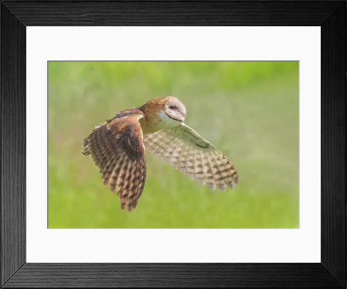 Framed Print : Barn Owl (Tyto alba) - captive bred, Ontario, Canada Framed Print : Barn Owl (Tyto alba) - captive bred, Ontario, Canada