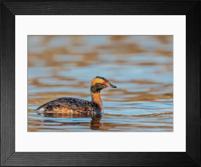 Framed Print : Horned Grebe (Podiceps auritus), Lake Ontario, Etobicoke, Ontario, Canada Framed Print : Horned Grebe (Podiceps auritus), Lake Ontario, Etobicoke, Ontario, Canada