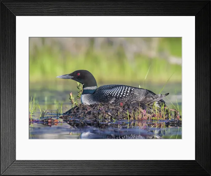Framed Print : Common Loon (Gavia immer) at nest, Algonquin Provincial Park, Ontario, Canada Framed Print : Common Loon (Gavia immer) at nest, Algonquin Provincial Park, Ontario, Canada
