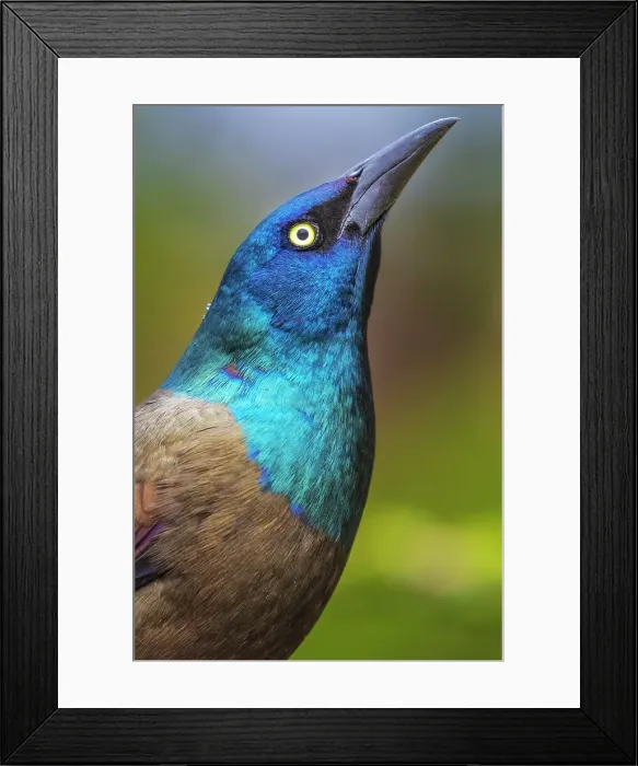 Framed Print : Common Grackle (Quiscalus quiscula), Thornton, Ontario, CAnada Framed Print : Common Grackle (Quiscalus quiscula), Thornton, Ontario, CAnada
