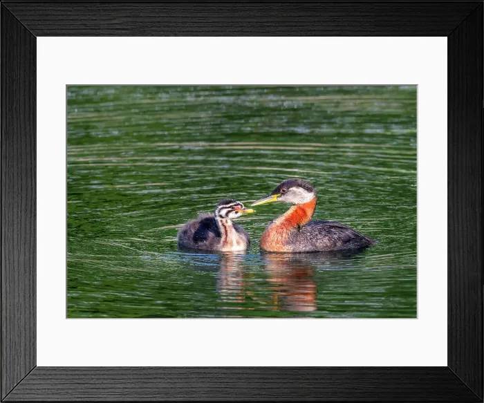 Framed Print : Red-necked Grebe (Podiceps grisegena) on Lake Ontario, Torotno, Ontario, Canada