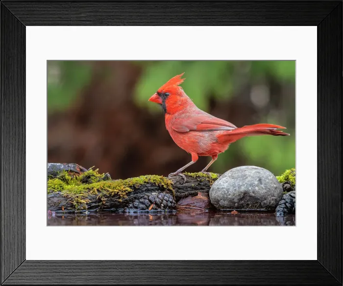 Framed Print : A male Northern Cardinal (Cardinalis cardinalis) at pomd edge, Thornton, Ontario, Canada Framed Print : A male Northern Cardinal (Cardinalis cardinalis) at pomd edge, Thornton, Ontario, Canada