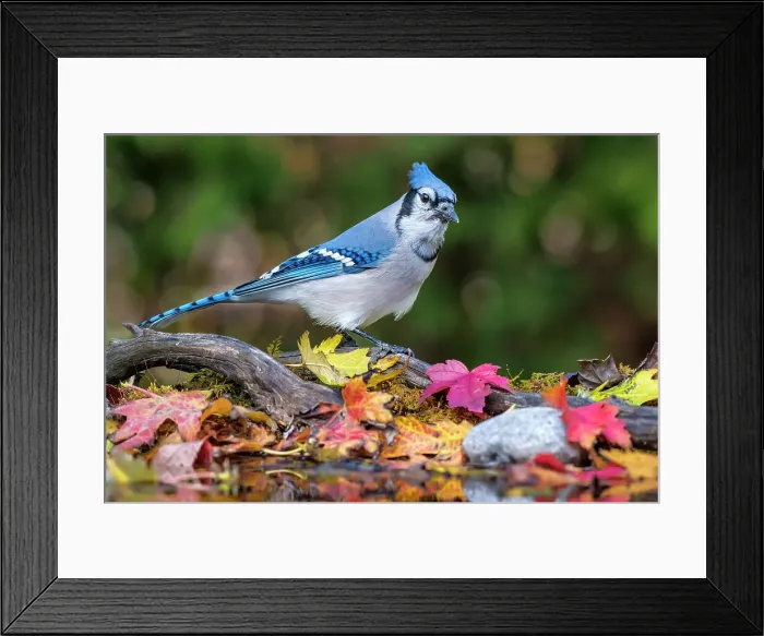 Framed Print : Blue Jay (Cyanocitta cristata), Ontario, Canada Framed Print : Blue Jay (Cyanocitta cristata), Ontario, Canada