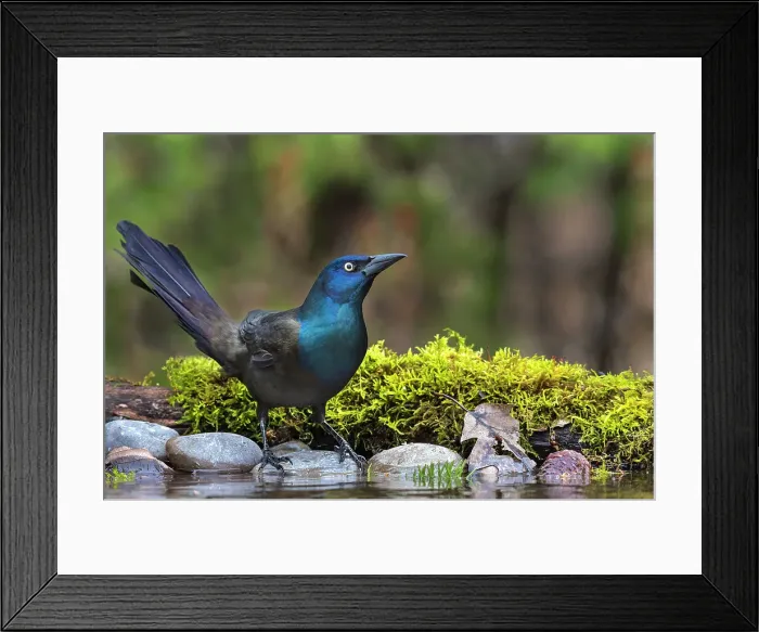 Framed Print : Common Grackle (Quiscalus quiscula), Ontario, Canada Framed Print : Common Grackle (Quiscalus quiscula), Ontario, Canada