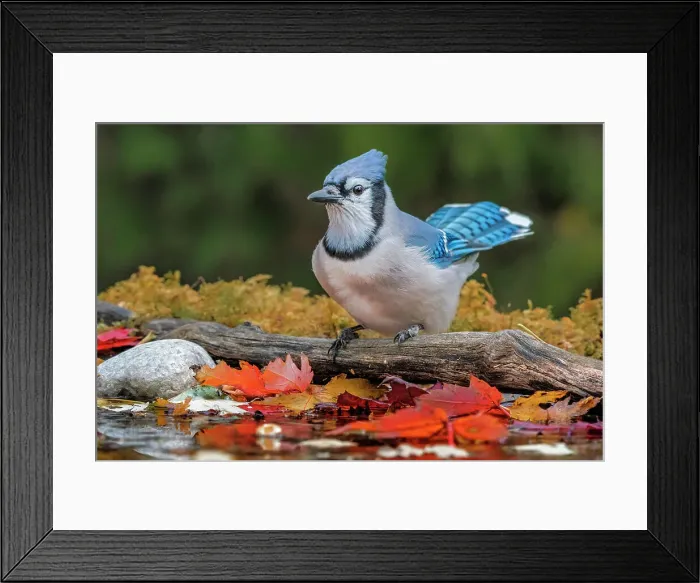 Framed Print : Blue Jay (Cyanocitta cristata) at pond in autumn, Thornton, Ontario, Canada Framed Print : Blue Jay (Cyanocitta cristata) at pond in autumn, Thornton, Ontario, Canada
