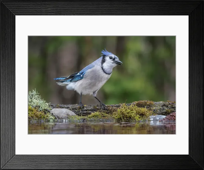 Framed Print : Blue Jay (Cyanocitta cristata), at pond edge, Ontario, Canada Framed Print : Blue Jay (Cyanocitta cristata), at pond edge, Ontario, Canada