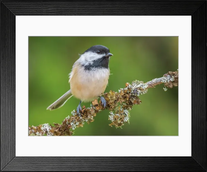 Framed Print : Black-capped Chickadee (Poecile atricapillus)
