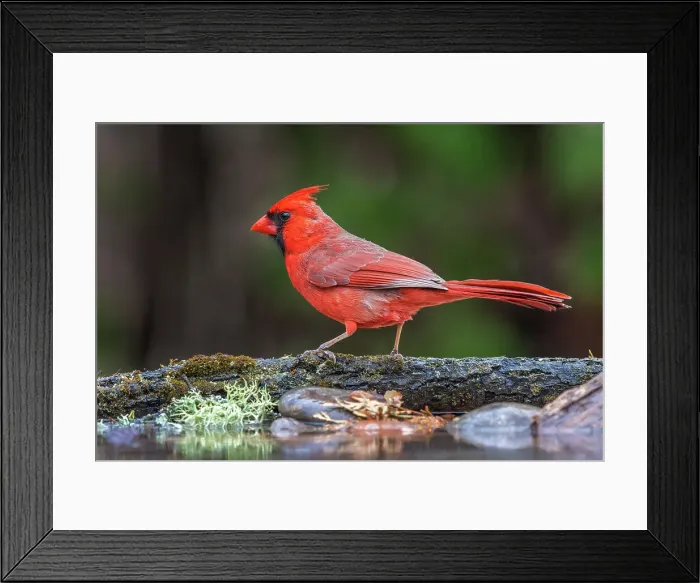 Framed Print : A male Northern Cardinal (Cardinalis cardinalis), Ontario, Canada Framed Print : A male Northern Cardinal (Cardinalis cardinalis), Ontario, Canada