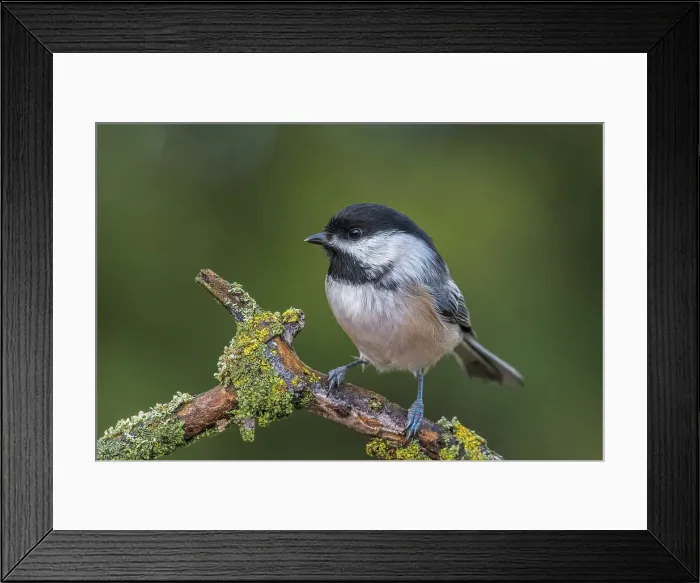 Framed Print : Black-capped Chickadee (Poecile atricapillus), Ontario, Canada