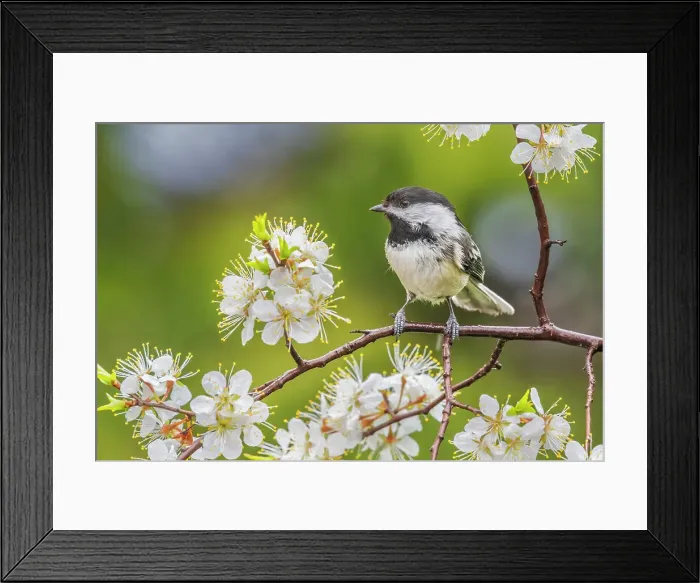 Framed Print : Black-capped Chickadee (Poecile atricapillus) among hawthorn tree blossoms, Thronton, Ontario, Canada Framed Print : Black-capped Chickadee (Poecile atricapillus) among hawthorn tree blossoms, Thronton, Ontario, Canada