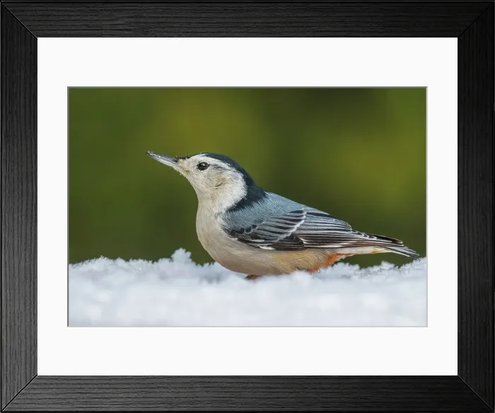 Framed Print : White-breasted Nuthatch (Sitta carolinensis) Framed Print : White-breasted Nuthatch (Sitta carolinensis)