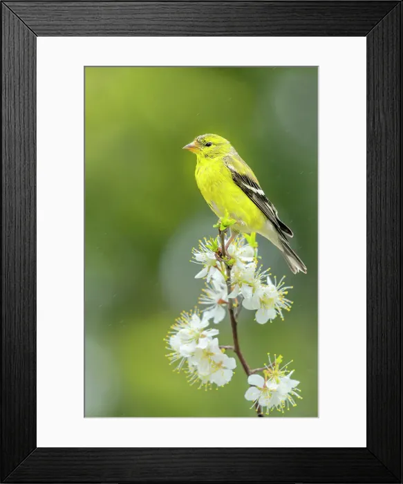 Framed Print : American Goldfinch (Spinus tristis), Thornton, Ontario, Canada