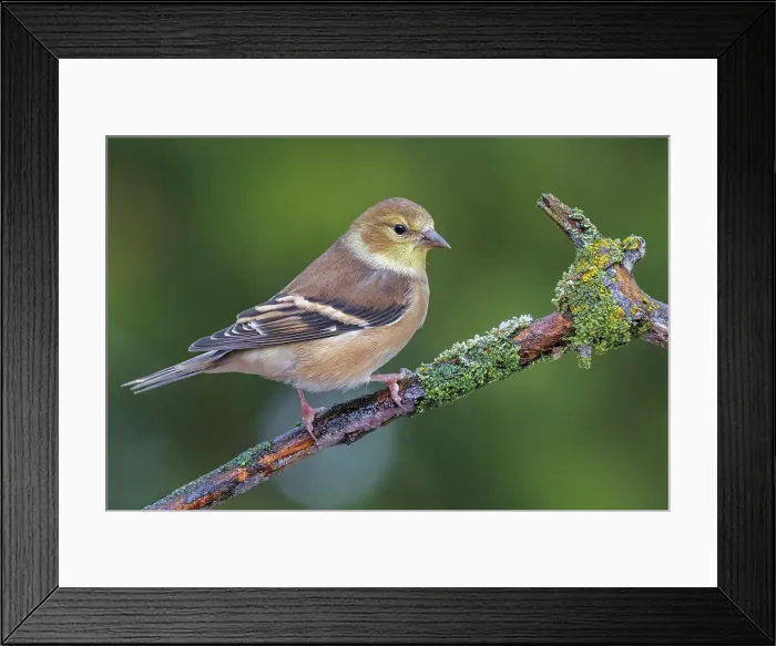 Framed Print : American Goldfinch (Spinus tristis) in winter plumage, Ontario, Canada Framed Print : American Goldfinch (Spinus tristis) in winter plumage, Ontario, Canada