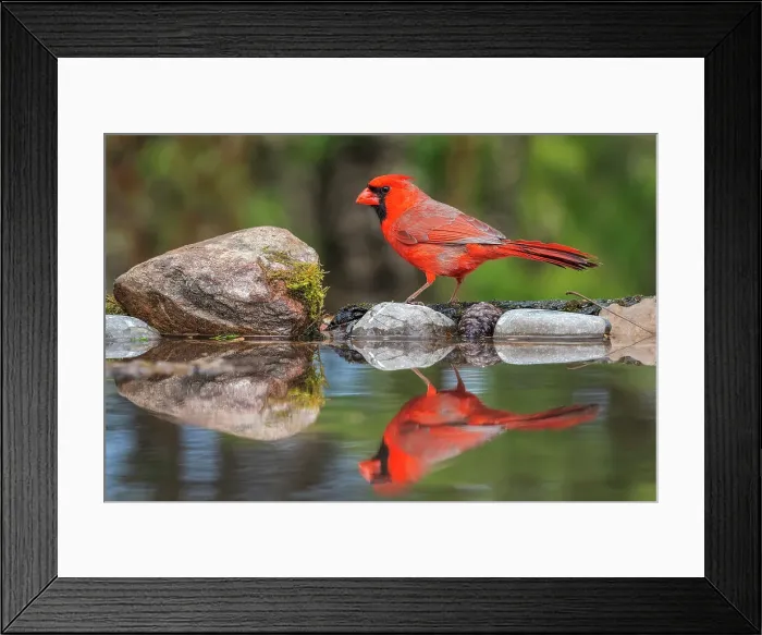 Framed Print : A male Northern Cardinal (Cardinalis cardinalis), Thornton, Ontario, Canada Framed Print : A male Northern Cardinal (Cardinalis cardinalis), Thornton, Ontario, Canada