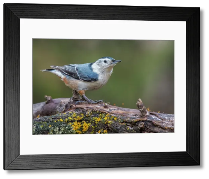Framed Print : White-breasted Nuthatch (Sitta carolinensis), Ontario, Canada