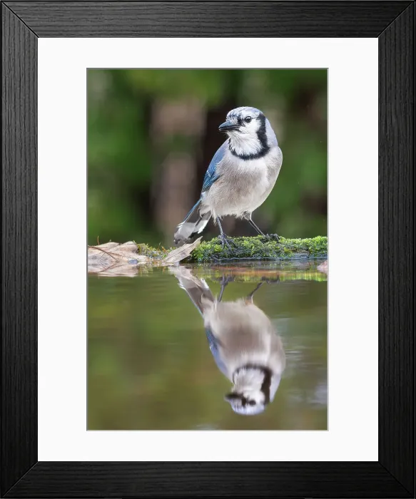 Framed Print : Blue Jay and reflection beside pond, Thornton, Ontario, Canada Framed Print : Blue Jay and reflection beside pond, Thornton, Ontario, Canada