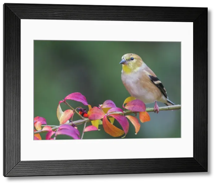 Framed Print : American Goldfinch (Spinus tristis), Thornton, Ontario, Canada Framed Print : American Goldfinch (Spinus tristis), Thornton, Ontario, Canada