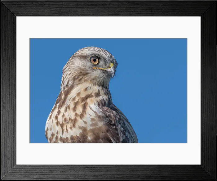 Framed Print : Rough-legged Hawk (Buteo lagopus), Toronto, Ontario, Canada Framed Print : Rough-legged Hawk (Buteo lagopus), Toronto, Ontario, Canada